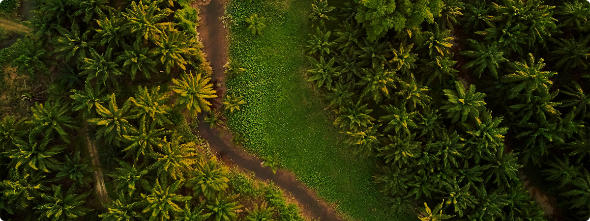 Smart Oil Palm Intelligence (SOPI)