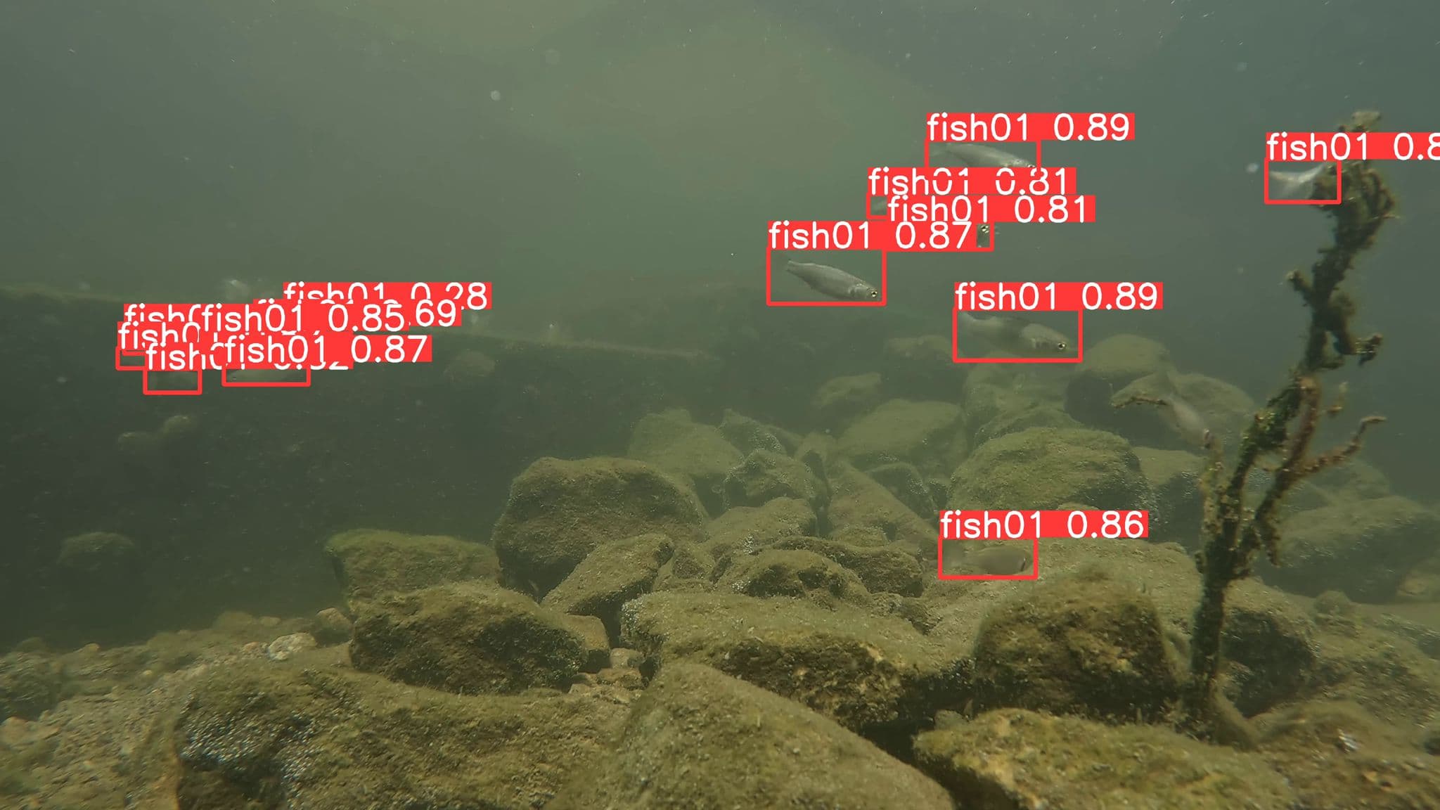 Spesies di garis pantai ramah lingkungan