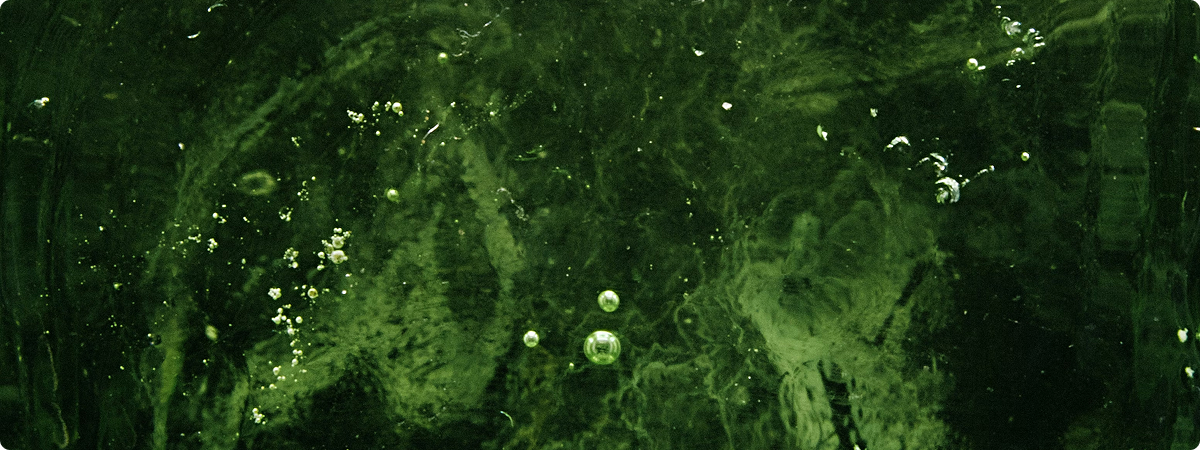 Identifikasi Alga (AlagEye)