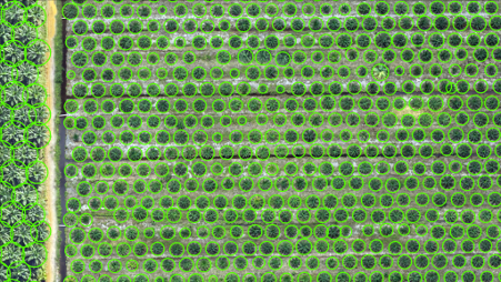 Anavision Smart Oil Palm Intelligence (sopi) Conducts Oil Palm Counting