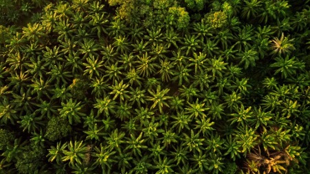Revolutionary Ai Powered Smart Agriculture In Oil Palm Management 2