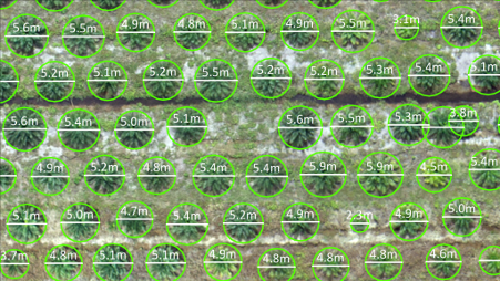 Sopi Detects And Generates Results On Every Oil Palm Crown Size