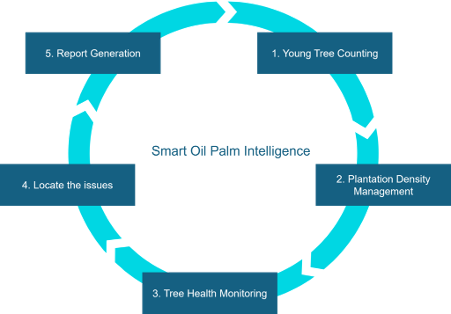 The Process Of How Sopi Manages Oil Palm Plantation