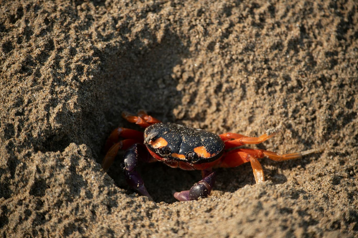 Pemantauan Satwa Liar