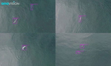 Ai Based Dolphins Detection