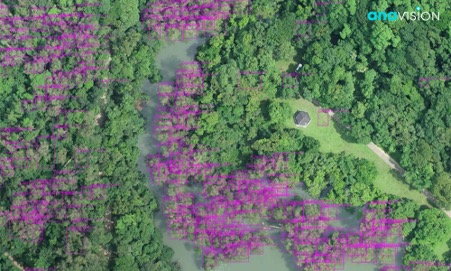 Ai Detection Of Specific Tree Species