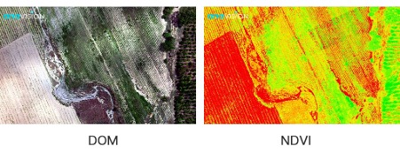 Dom Image Is Captured By Rgb Camera Installed On The Drone, While Ndvi Image Is Generated After The Multispectral Aerial Image Is Transformed