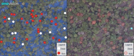 Dead And Unhealthy Trees Are Identified