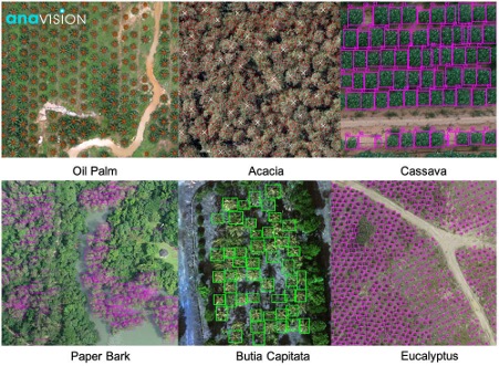 Our Trained Ai Model Is Capable Of Detecting And Identifying Different Kinds Of Tree Species With High Resolution Aerial Images