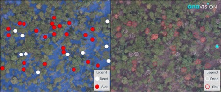 With Multispectral Images, Unhealthy And Dead Trees Could Be Located Precisely On The 2d:2.5d Generated Map